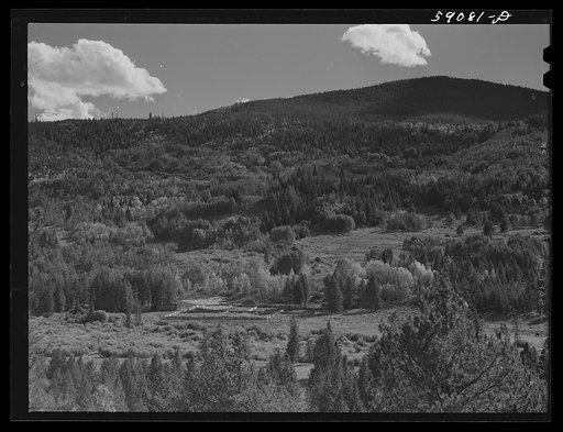 Sheep being driven into pen on summer grazing land near Carlton Tunnel, Colorado