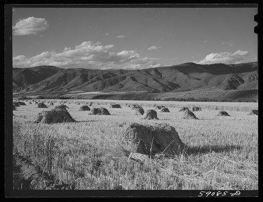 Stacks of wheat in valley near Aspen, Colorado