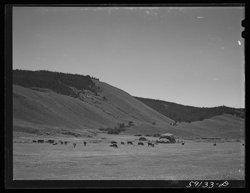 Cattle on grazing land near Granby, Colorado