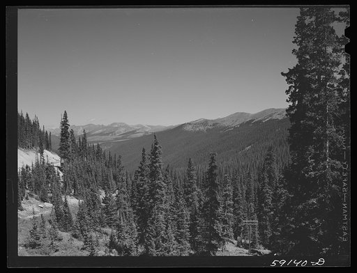 Trees on Loveland Pass near Dillon, Colorado
