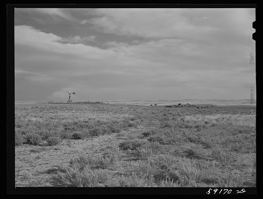 Range cattle near water hole in grazing land near Cheyenne, Wyoming