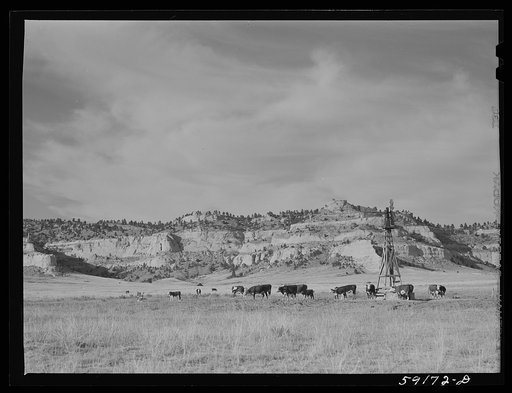 Untitled photo, possibly related to: Cattle near water hole on grazing land near Scottsbluff, Nebraska