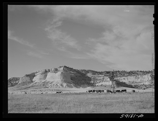 Untitled photo, possibly related to: Cattle near water hole on grazing land near Scottsbluff, Nebraska
