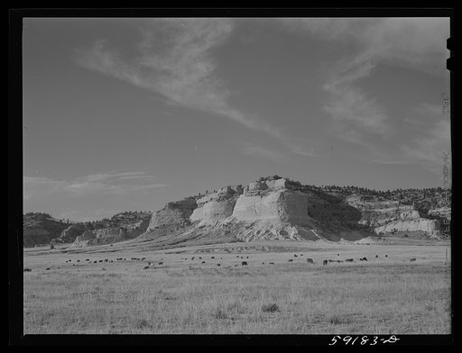 Cattle near water hole on grazing land near Scottsbluff, Nebraska