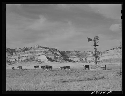 Cattle near water hole on grazing land near Scottsbluff, Nebraska