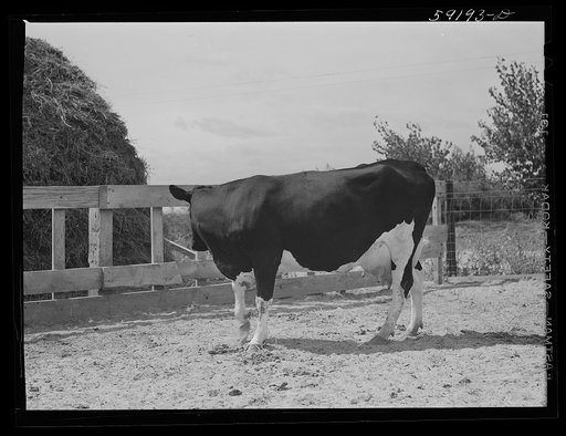 Untitled photo, possibly related to: Purebred Holstein cow and calf belonging to Scottsbluff Farmsteads cooperative enterprise. FSA (Farm Security Administration) project. Scottsbluff, Nebraska