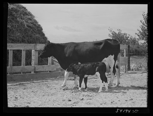 Purebred Holstein cow and calf belonging to Scottsbluff Farmsteads cooperative enterprise. FSA (Farm Security Administration) project. Scottsbluff, Nebraska