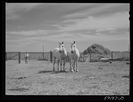 Untitled photo, possibly related to: Work horses belonging to Scottsbluff Farmsteads cooperative enterprise. FSA (Farm Security Administration) project. Scottsbluff, Nebraska