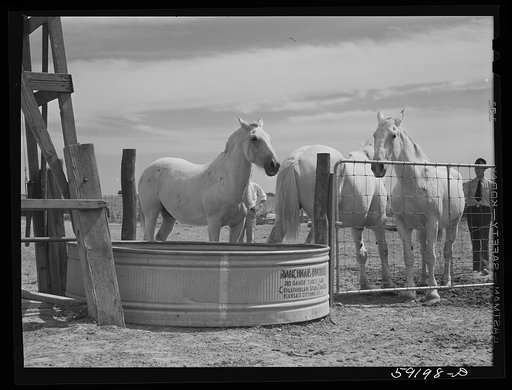 Untitled photo, possibly related to: Work horses belonging to Scottsbluff Farmsteads cooperative enterprise. FSA (Farm Security Administration) project. Scottsbluff, Nebraska