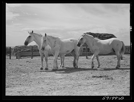 Untitled photo, possibly related to: Work horses belonging to Scottsbluff Farmsteads cooperative enterprise. FSA (Farm Security Administration) project. Scottsbluff, Nebraska