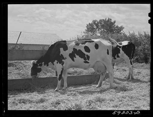 Purebred Holstein cow in herd belonging to Scottsbluff Farmsteads cooperative enterprise. FSA (Farm Security Administration)  project. Scottsbluff, Nebraska