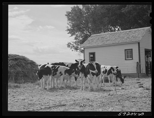 Holstein calves belonging to Scottsbluff Farmsteads cooperative enterprise. FSA (Farm Security Administration) project. Scottsbluff, Nebraska