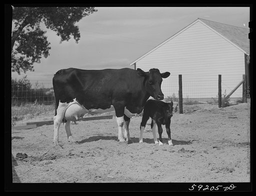 Untitled photo, possibly related to: Purebred Holstein cow and calf belonging to Scottsbluff Farmsteads cooperative enterprise. FSA (Farm Security Administration) project. Scottsbluff, Nebraska