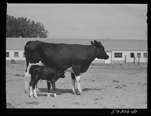 Untitled photo, possibly related to: Purebred Holstein cow and calf belonging to Scottsbluff Farmsteads cooperative enterprise. FSA (Farm Security Administration) project. Scottsbluff, Nebraska