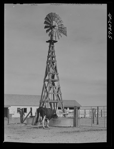 Purebred Holstein cow drinking in front of dairy barn. Scottsbluff Farmsteads cooperative enterprise. FSA (Farm Security Administration) project. Scottsbluff, Nebraska
