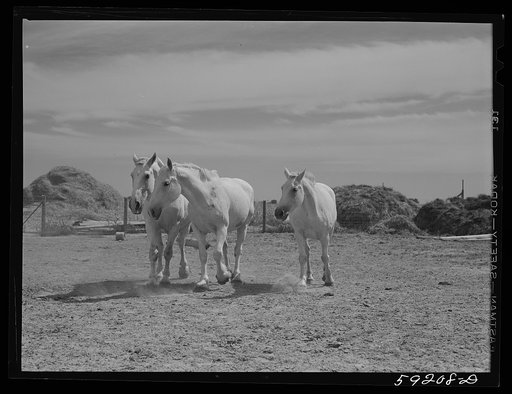 Work horses belonging to Scottsbluff Farmsteads cooperative enterprise. FSA (Farm Security Administration) project. Scottsbluff, Nebraska