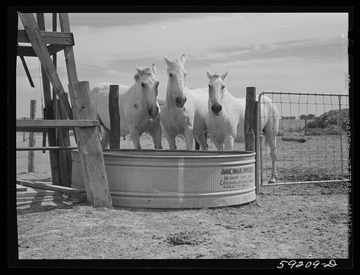 Work horses belonging to Scottsbluff Farmsteads cooperative enterprise. FSA (Farm Security Administration) project. Scottsbluff, Nebraska