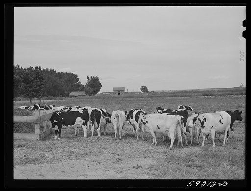 Untitled photo, possibly related to: Herd of Holstein cows. Scottsbluff Farmsteads cooperative enterprise. FSA (Farm Security Administration) project. Scottsbluff, Nebraska