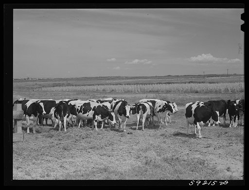 Herd of Holstein cows. Scottsbluff Farmsteads cooperative enterprise. FSA (Farm Security Administration) project. Scottsbluff, Nebraska