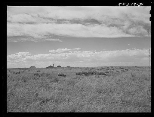 Untitled photo, possibly related to: Sheep grazing and ranch buildings in the background. Near Laramie, Wyoming