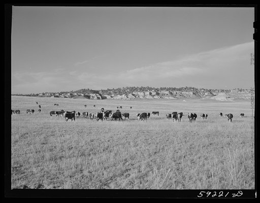 Cattle on the range. Near Buford, Wyoming