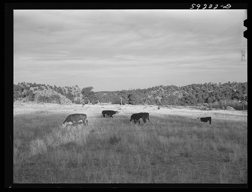 Cattle on the range. Near Buford, Wyoming