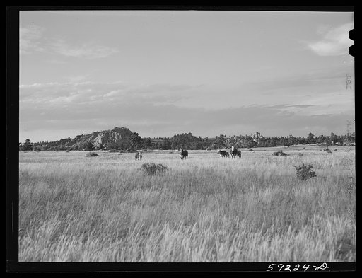 Untitled photo, possibly related to: Cattle on the range. Near Buford, Wyoming