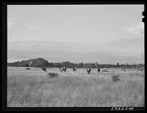 Cattle on the range. Near Buford, Wyoming