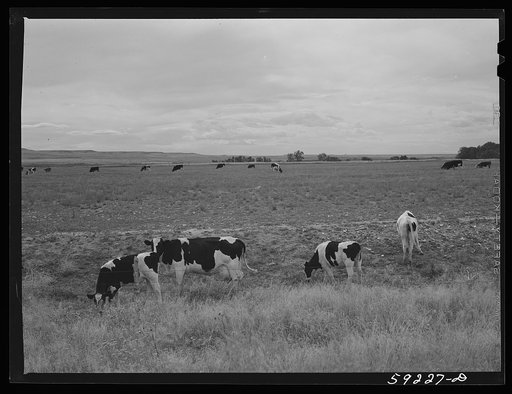 Untitled photo, possibly related to: Dairy cows and cattle grazing. Laramie, Wyoming
