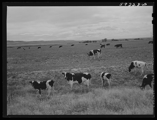 Dairy cows and cattle grazing. Laramie, Wyoming