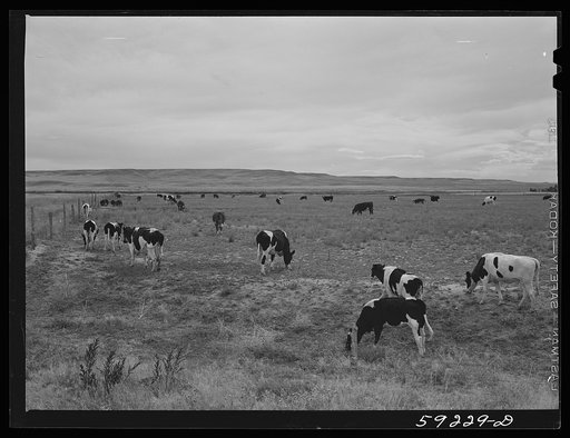 Untitled photo, possibly related to: Dairy cows and cattle grazing. Laramie, Wyoming