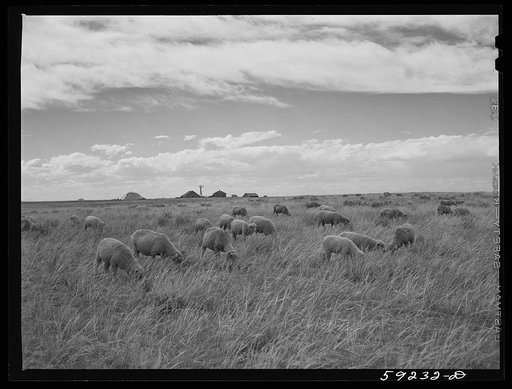 Sheep grazing and ranch buildings in the background. Near Laramie, Wyoming