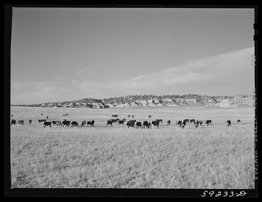 Untitled photo, possibly related to: Cattle on the range. Near Buford, Wyoming