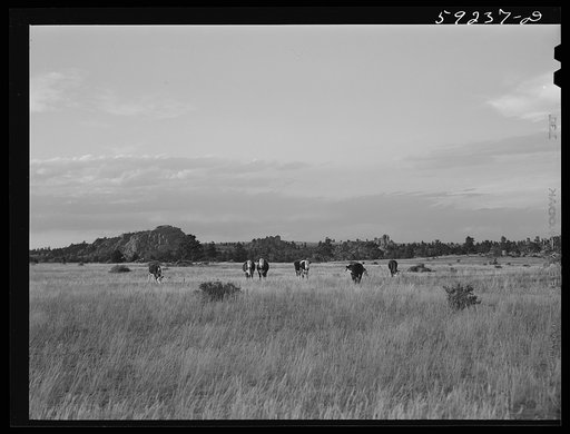 Untitled photo, possibly related to: Cattle on the range. Near Buford, Wyoming
