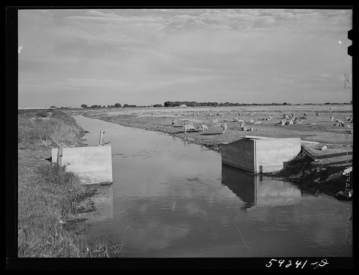 Untitled photo, possibly related to: Sheep grazing along irrigation canal. Scottsbluff, North Platte River Valley, Nebraska