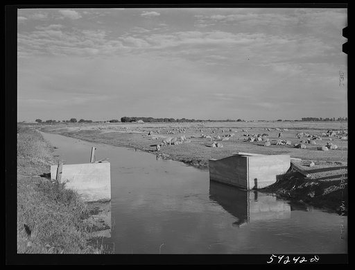 Sheep grazing along irrigation canal. Scottsbluff, North Platte River Valley, Nebraska
