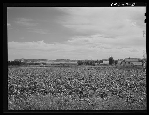 Field of sugar beets, raised on Scottsbluff Farmsteads by FSA (Farm Security Administration) project families' homes. North Platte River Valley, Scottsbluff, Nebraska
