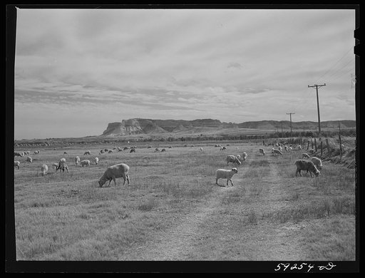 Sheep grazing on irrigated land. Scottsbluff in the background. North Platte River Valley, Nebraska