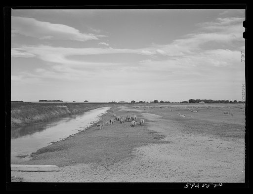 Untitled photo, possibly related to: Sheep grazing along irrigation canal. Scottsbluff, North Platte River Valley, Nebraska