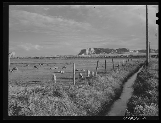 Sheep grazing on irrigated land. Scottsbluff in the background. North Platte River Valley, Nebraska