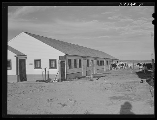 Untitled photo, possibly related to: New dairy barn. FSA (Farm Security Administration) cooperative enterprise on the Scottsbluff Farmsteads. FSA project. North Platte River Valley, Nebraska