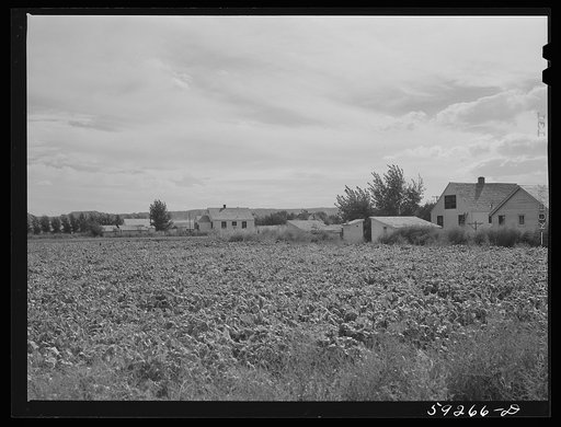 Field of sugar beets raised on Scottsbluff Farmsteads by FSA (Farm Security Administration) project families' homes. North Platte River Valley. Scottsbluff, Nebraska