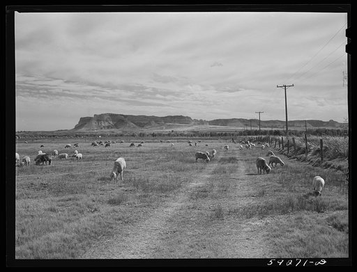 Untitled photo, possibly related to: Sheep grazing on irrigated land. Scottsbluff in the background. North Platte River Valley, Nebraska
