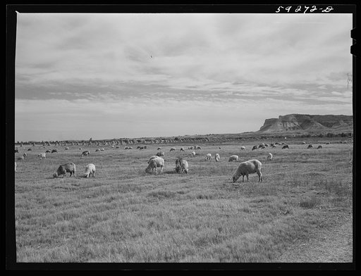 Untitled photo, possibly related to: Sheep grazing on irrigated land. Scottsbluff in the background. North Platte River Valley, Nebraska