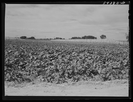 Sugar beets. Scottsbluff Farmsteads, FSA (Farm Security Administration) project. North Platte River Valley, Nebraska