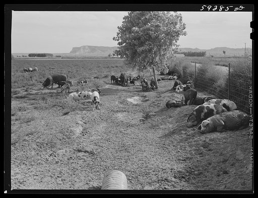 Pigs and sows in alfalfa field on Scottsbluff Farmsteads, FSA (Farm Security Administration) project. North Platte River Valley, Nebraska