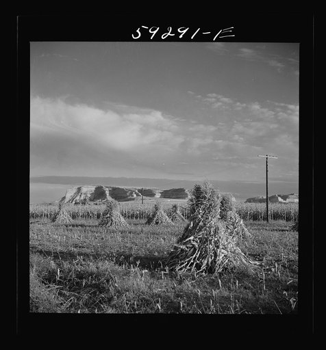 Corn shocks with Scottsbluff in the background. North Platte River Valley, Nebraska