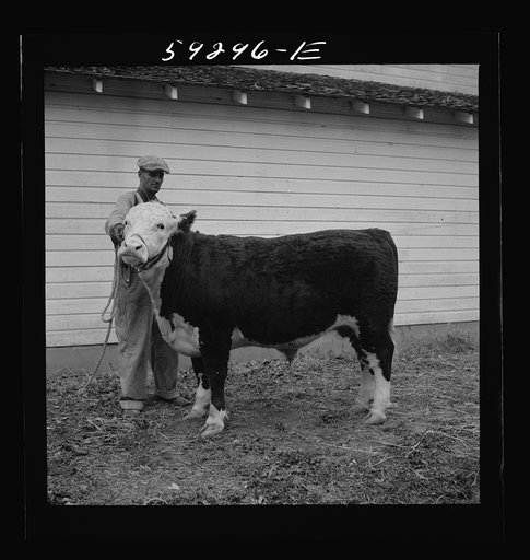Untitled photo, possibly related to: Winning Hereford steer at county fair. Mitchell, Nebraska