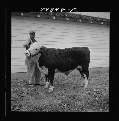 Winning Hereford steer at county fair. Mitchell, Nebraska