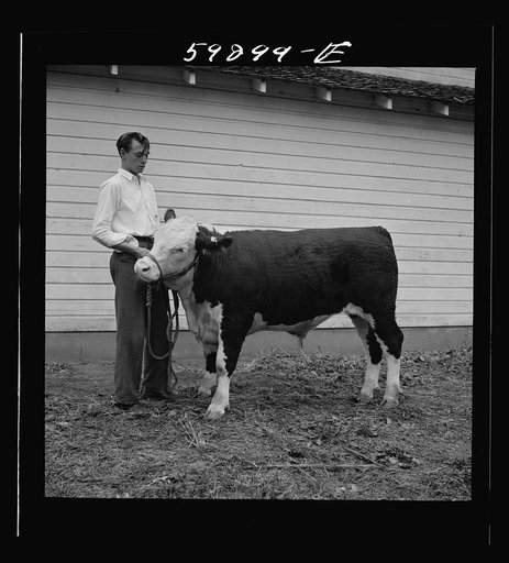 Untitled photo, possibly related to: Winning Hereford steer at county fair. Mitchell, Nebraska